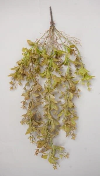 Buxus leaves hanging